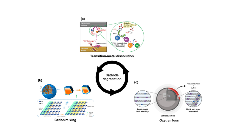 Recent Advances in Powder Atomic Layer Deposition for Li-ion Battery Cathodes